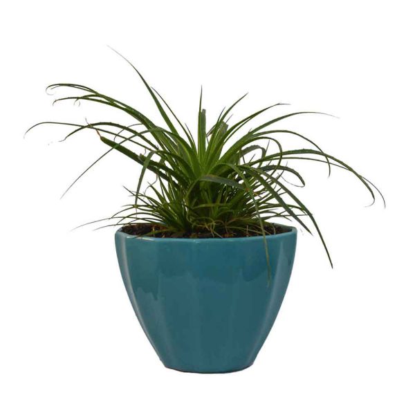 1 گیاه مدل برگدار مدل ۱ - تصویر 1