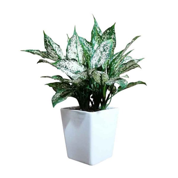 2 گیاه مدل برگدار مدل ۲ - تصویر 1