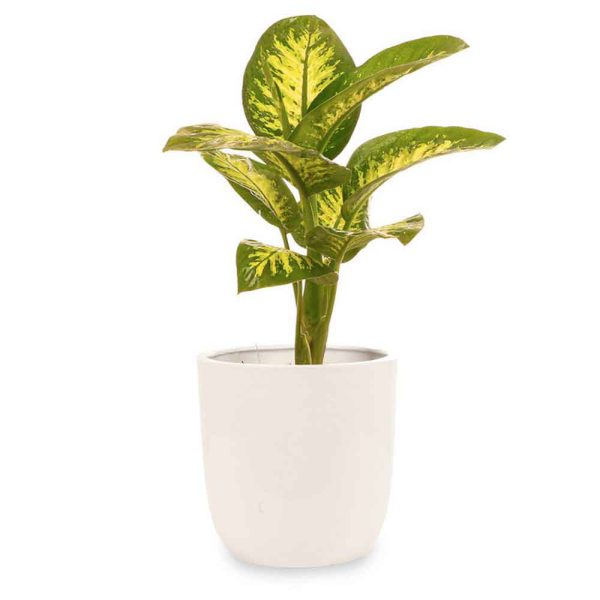 4-4 گیاه مدل برگدار مدل ۴ - تصویر 1