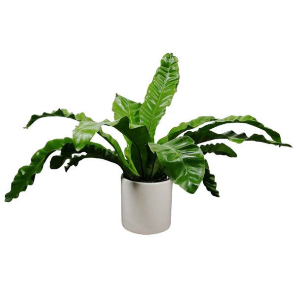 5 گیاه مدل برگدار مدل ۵ - تصویر 1